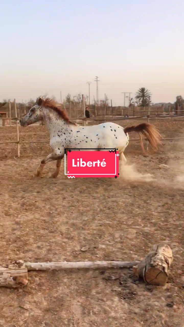@Les&ensp;&eacute;curies&ensp;de&ensp;la&ensp;roseraie