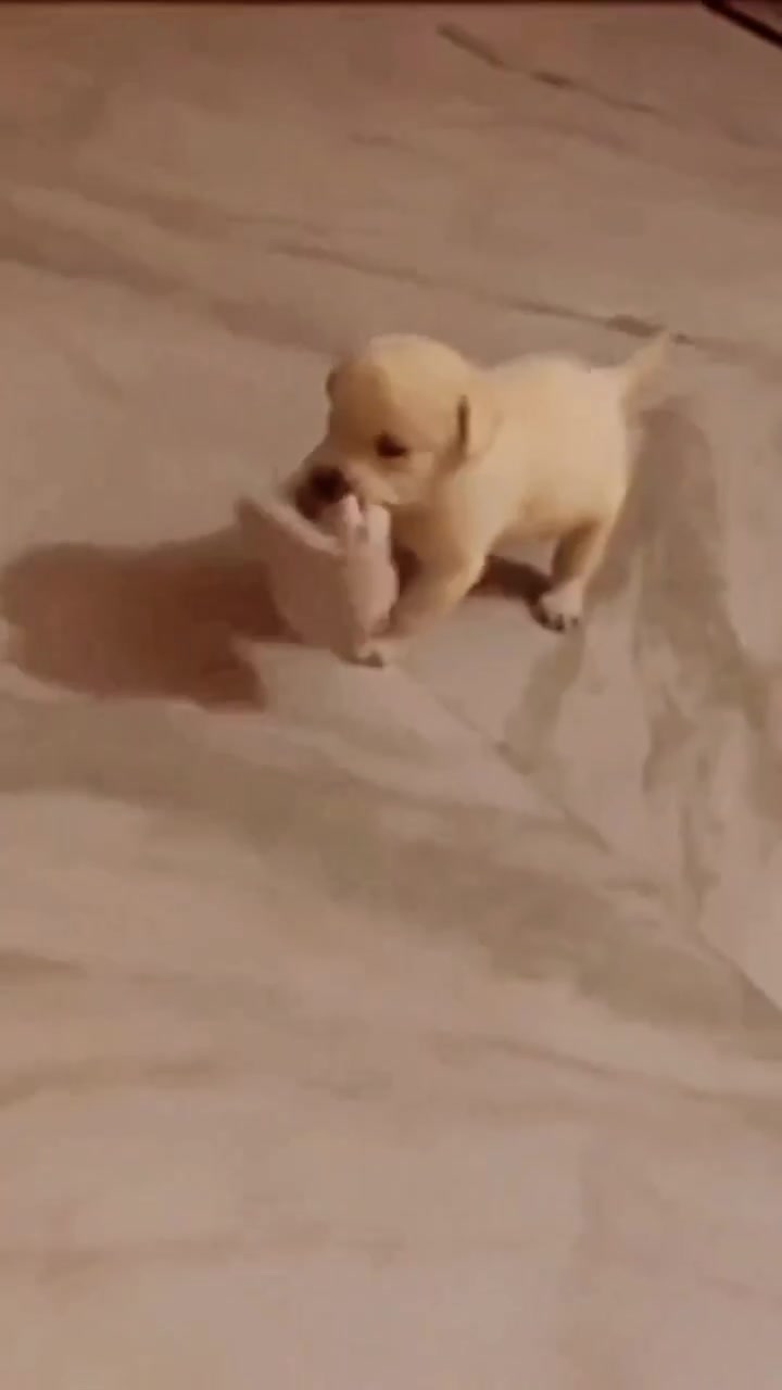 @Bamboozler kennel