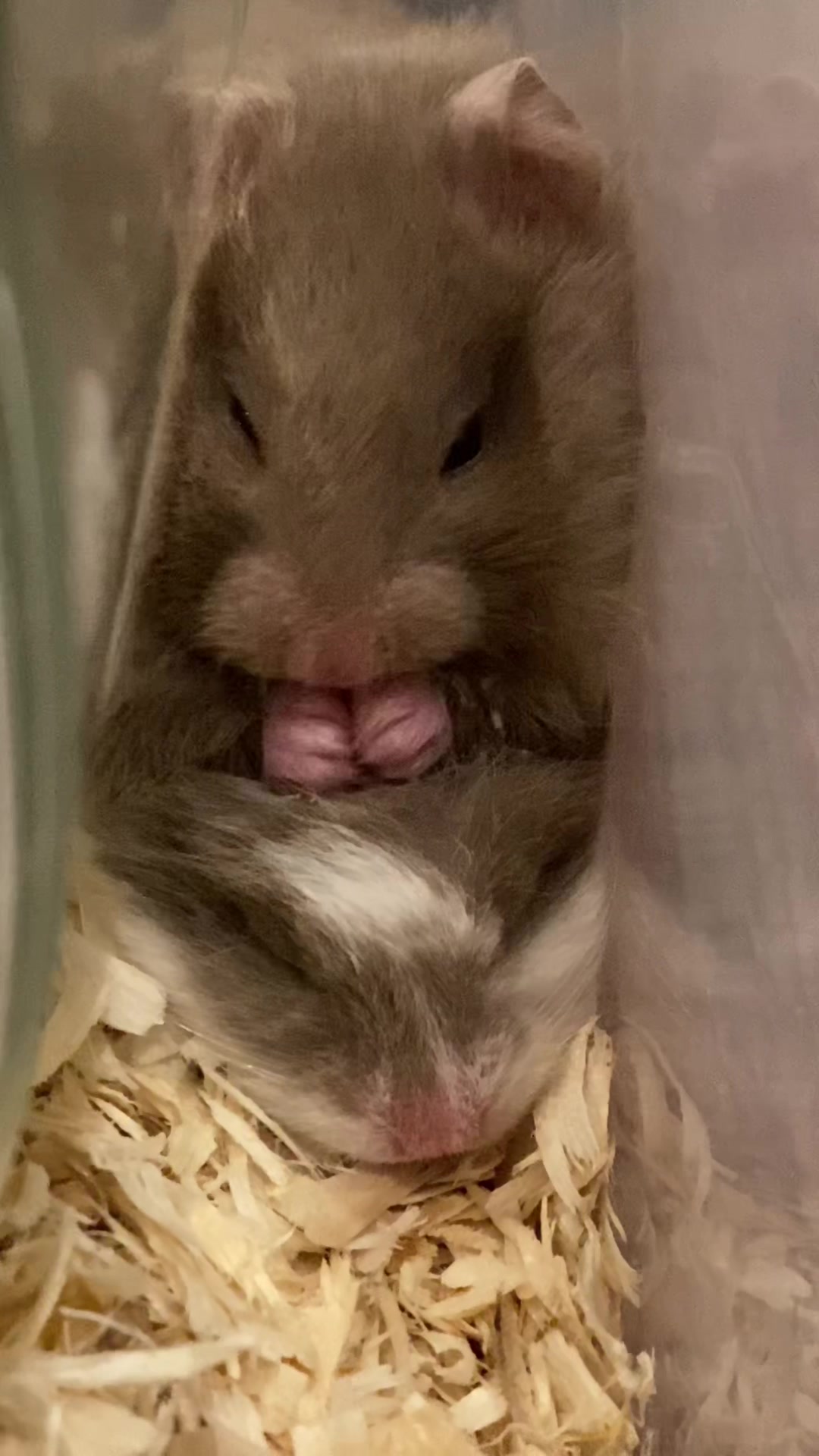 @Poppy Bee Hamstery