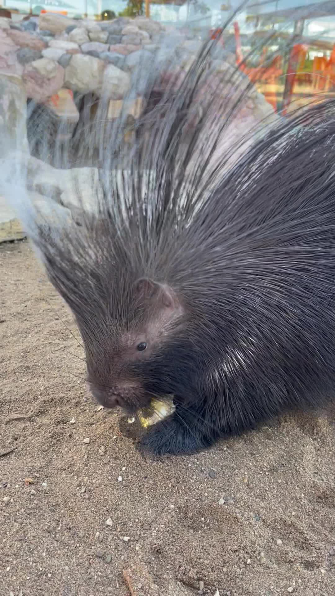 @judeszoolife