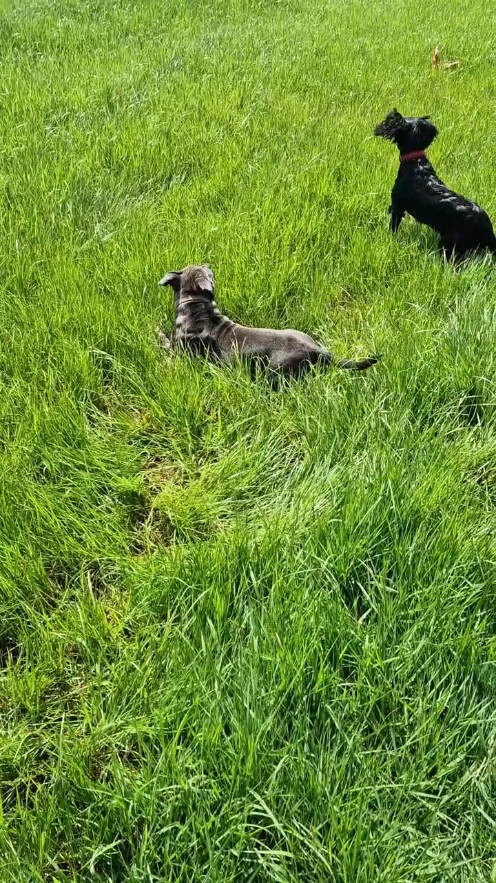 @woofTowalk