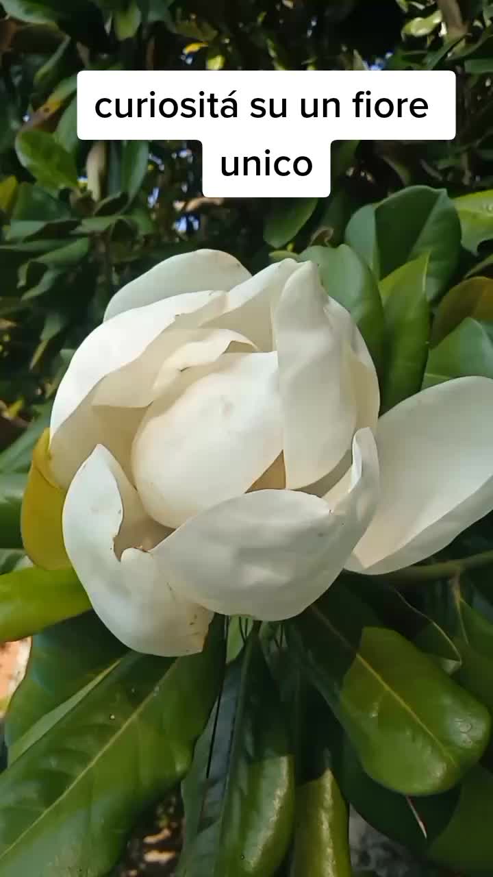 @Il giardiniere felice