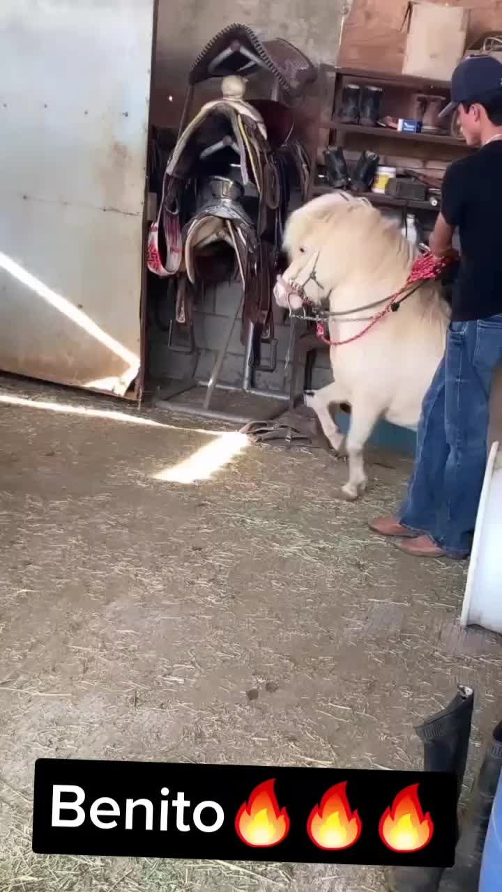 @yahirtorres6781