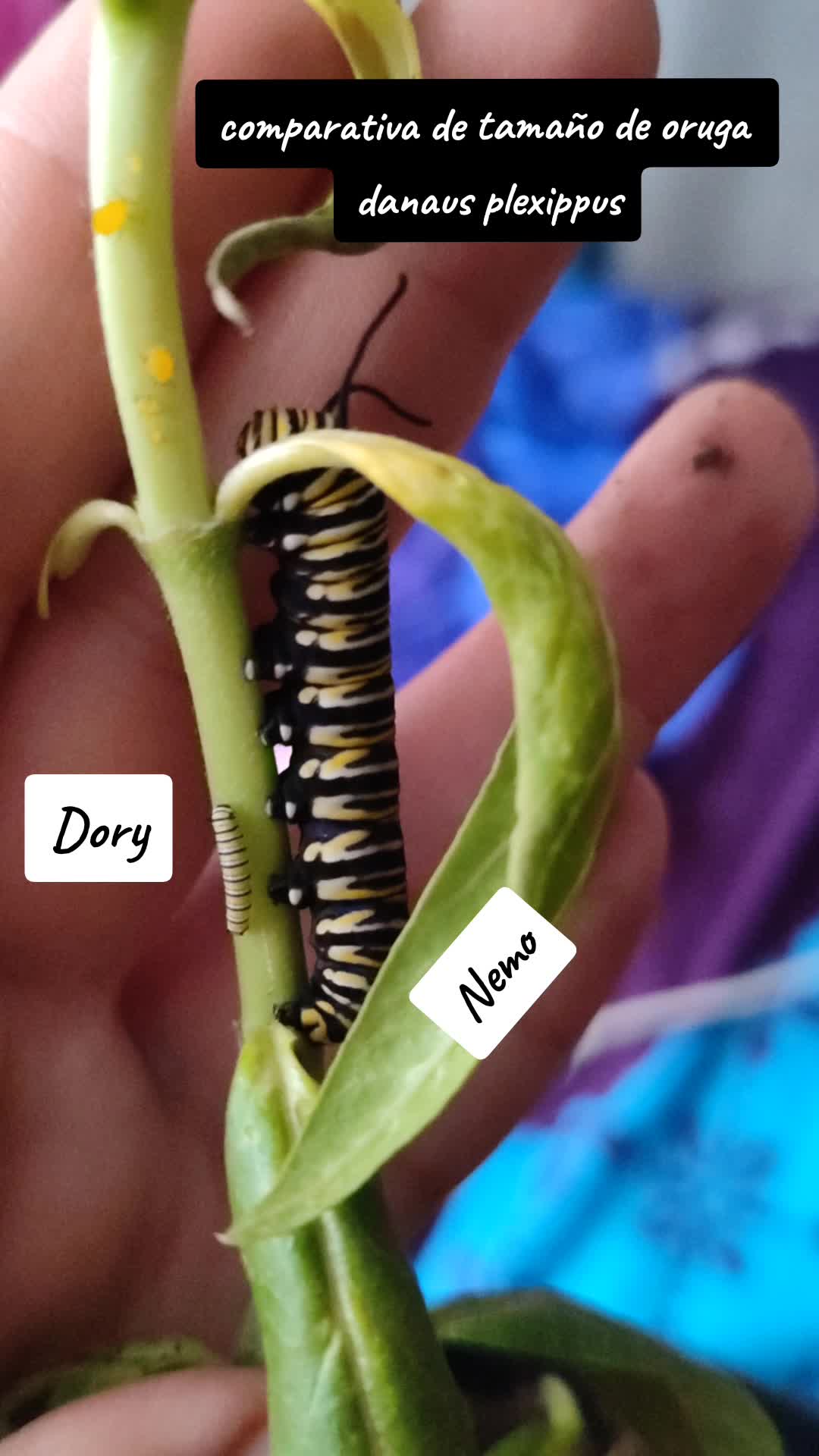 @Mariposas_EddVi