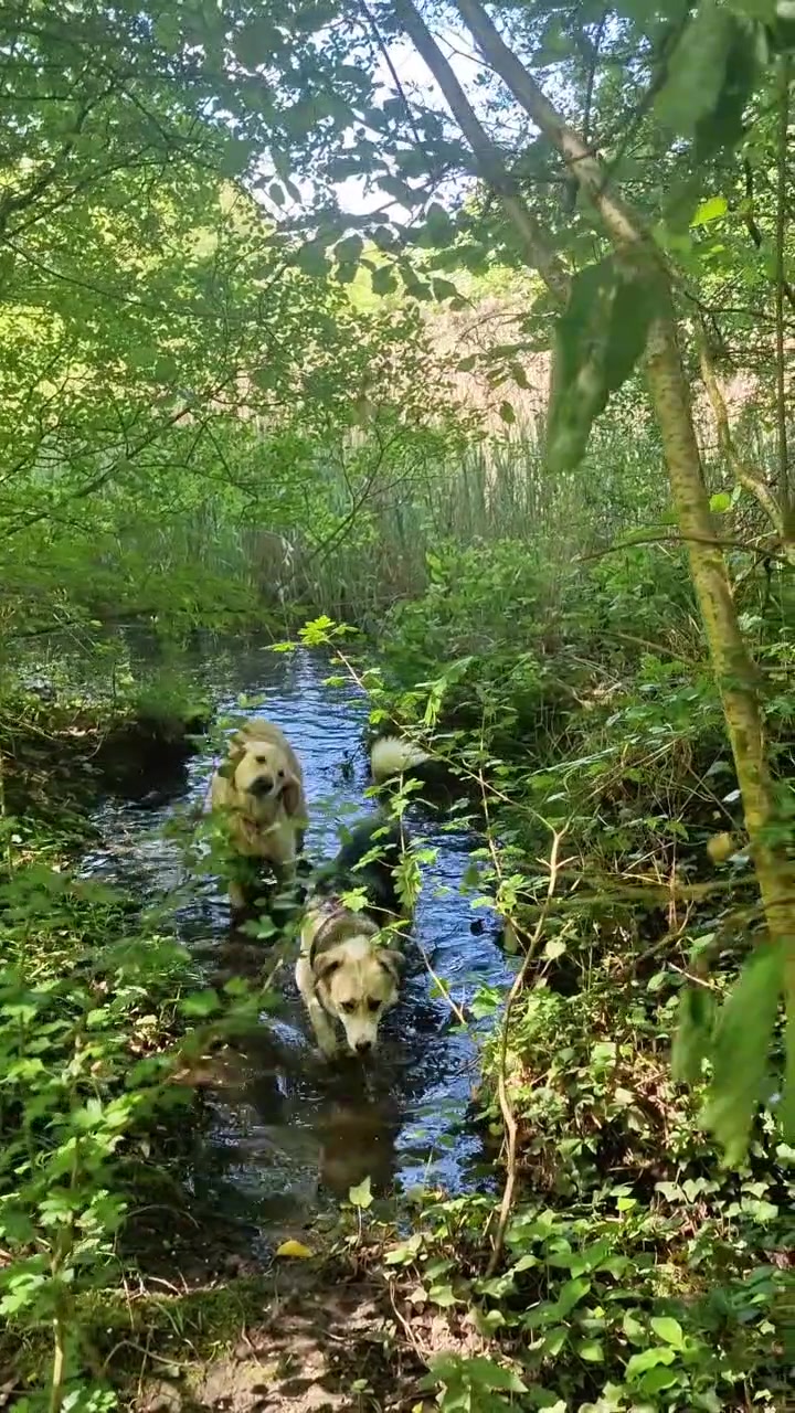 @woofTowalk