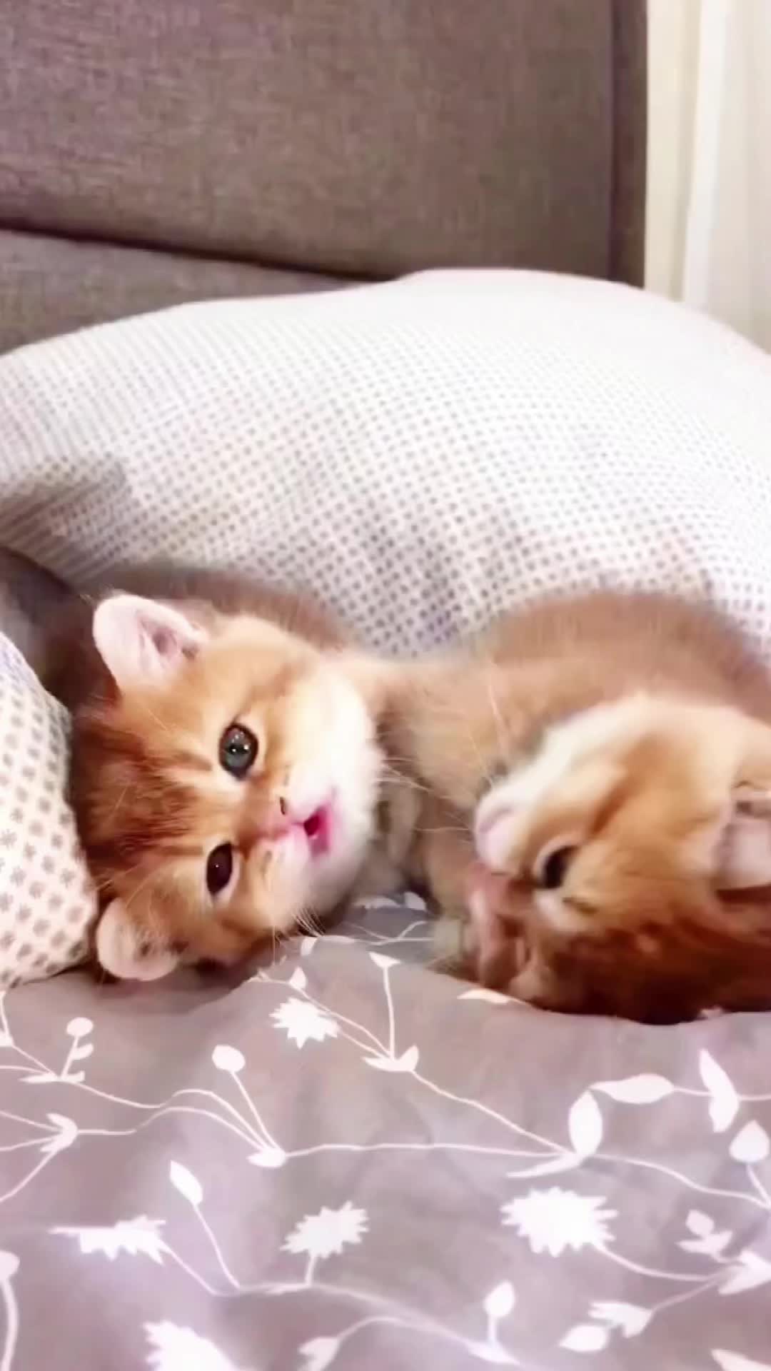 @Cute_babys