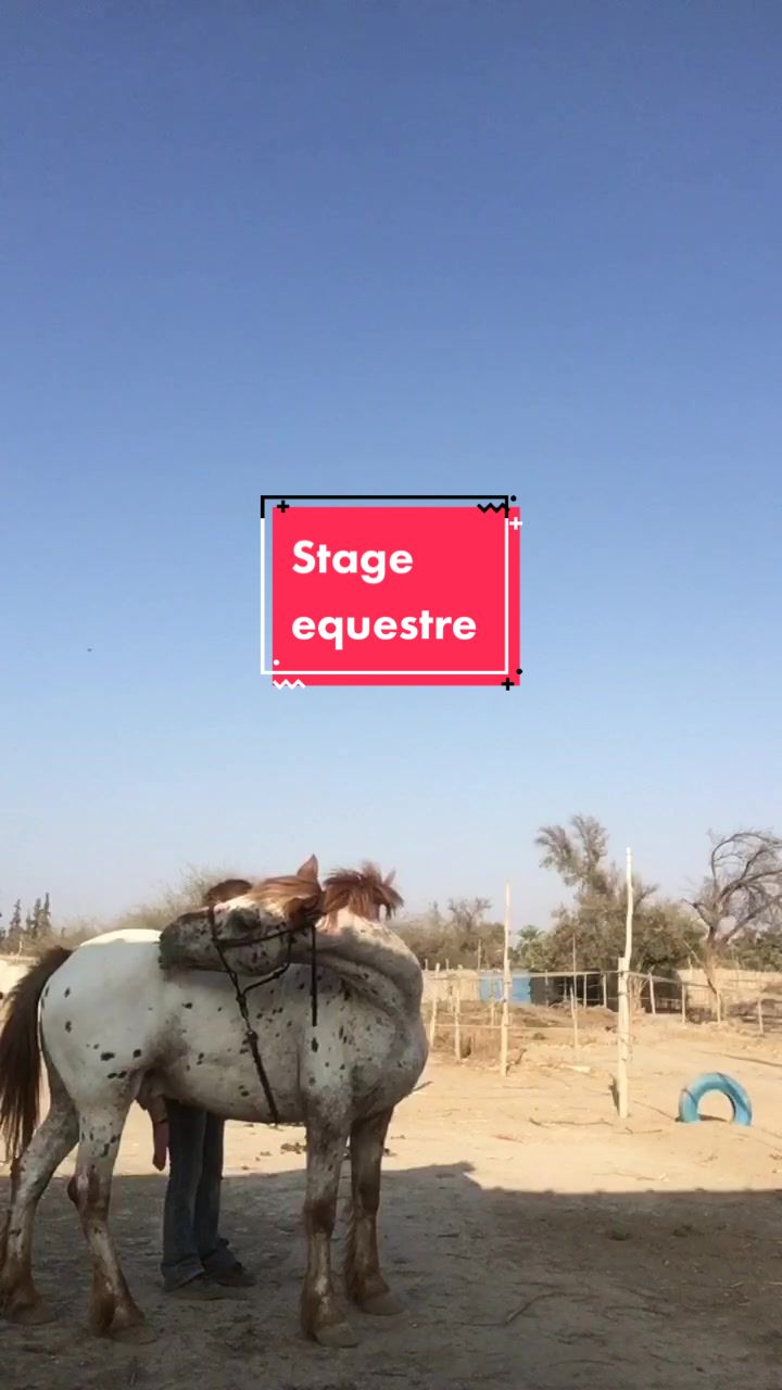 @Les&ensp;&eacute;curies&ensp;de&ensp;la&ensp;roseraie