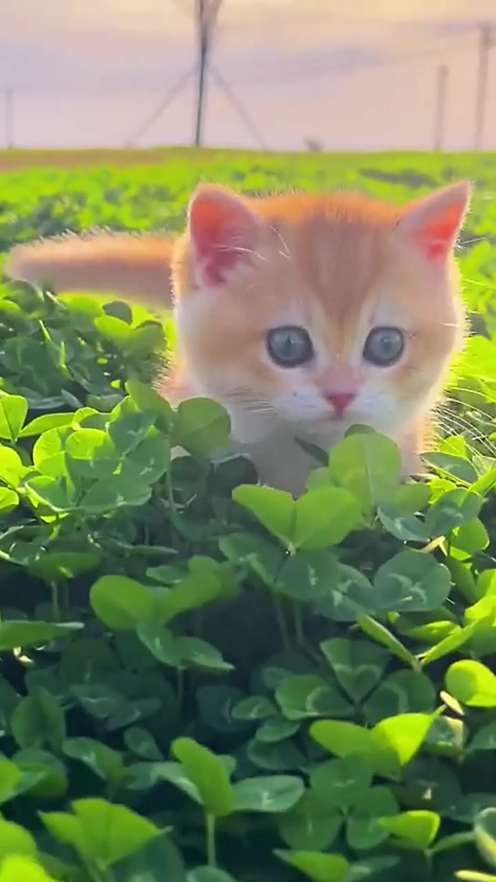@Cute_babys