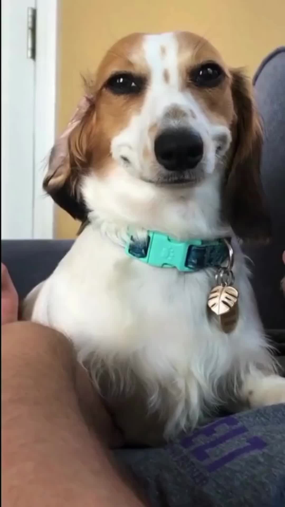 @Pet Guru