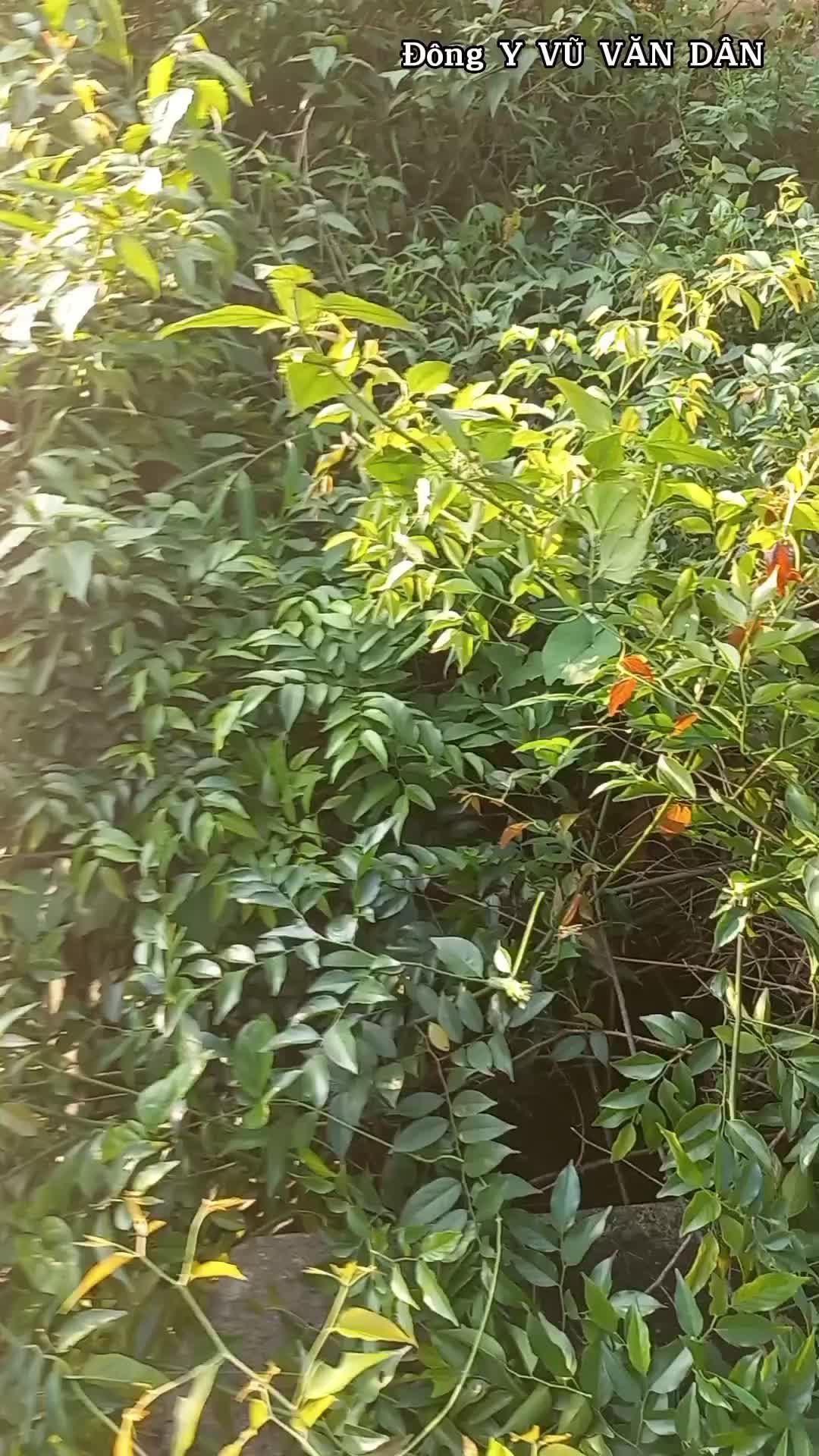 @Đ&ocirc;ng y VŨ VĂN D&Acirc;N