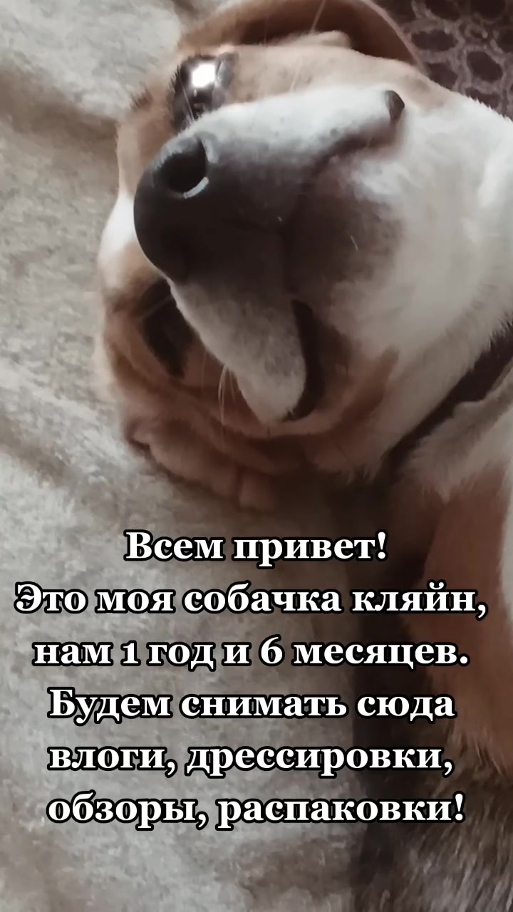@🐶кляйн🧋