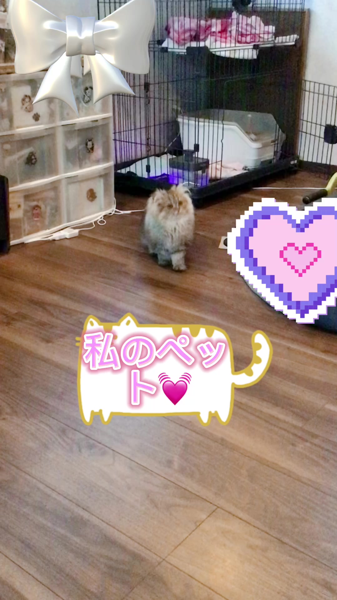 @天  使  し  お  ん．🤷&zwj;♀️(*^▽^*)