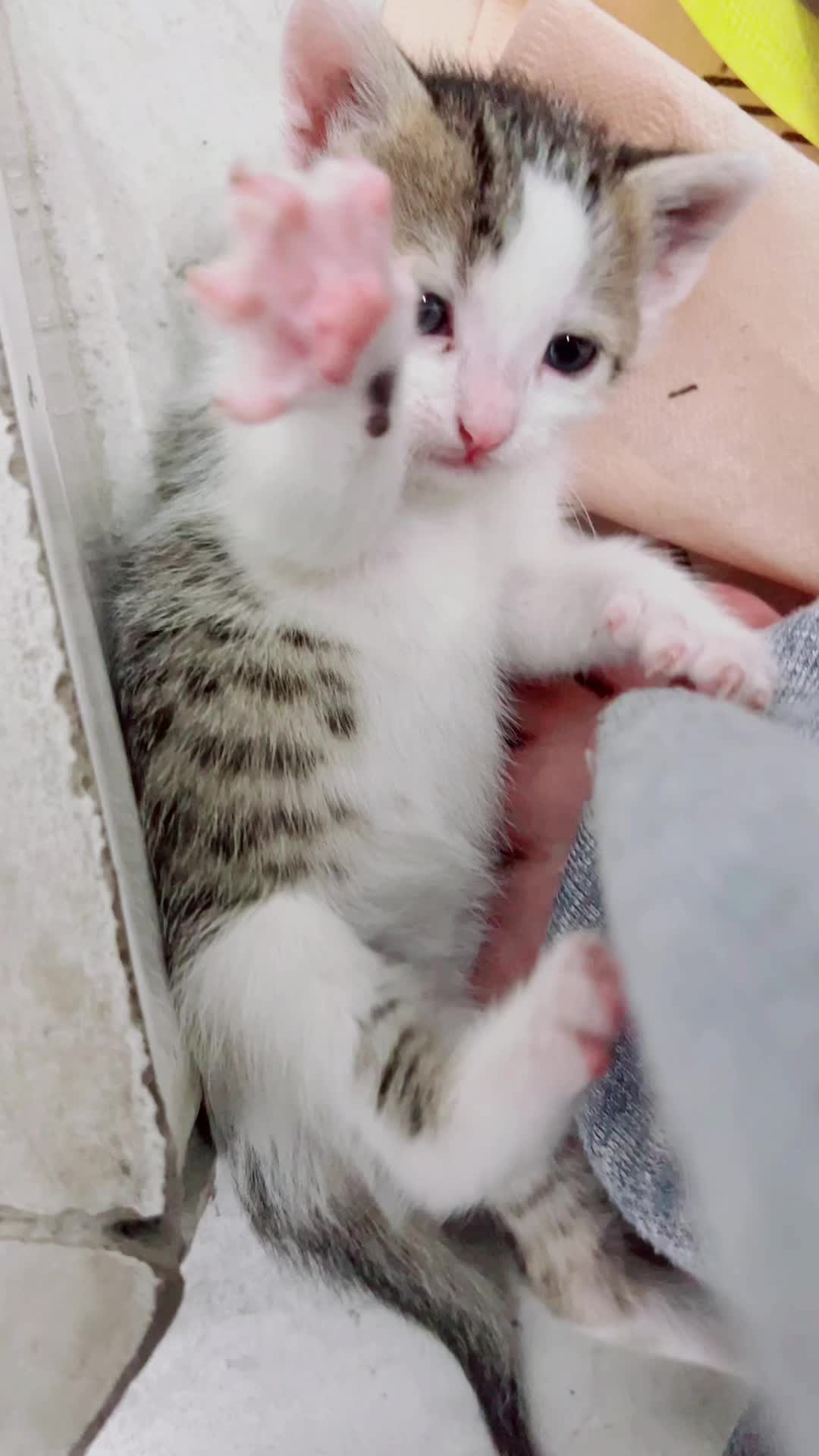 @Orbit_the_cat
