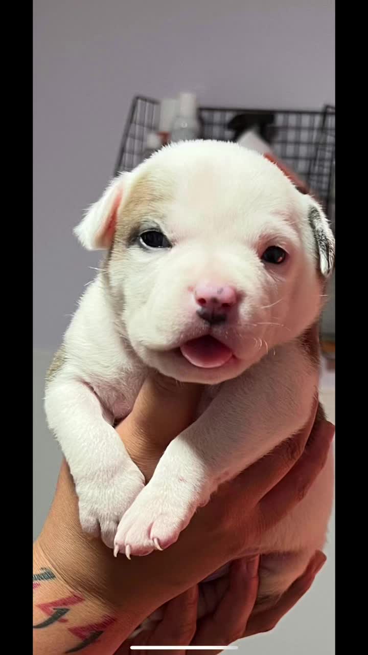 @smithbrothersbullies1