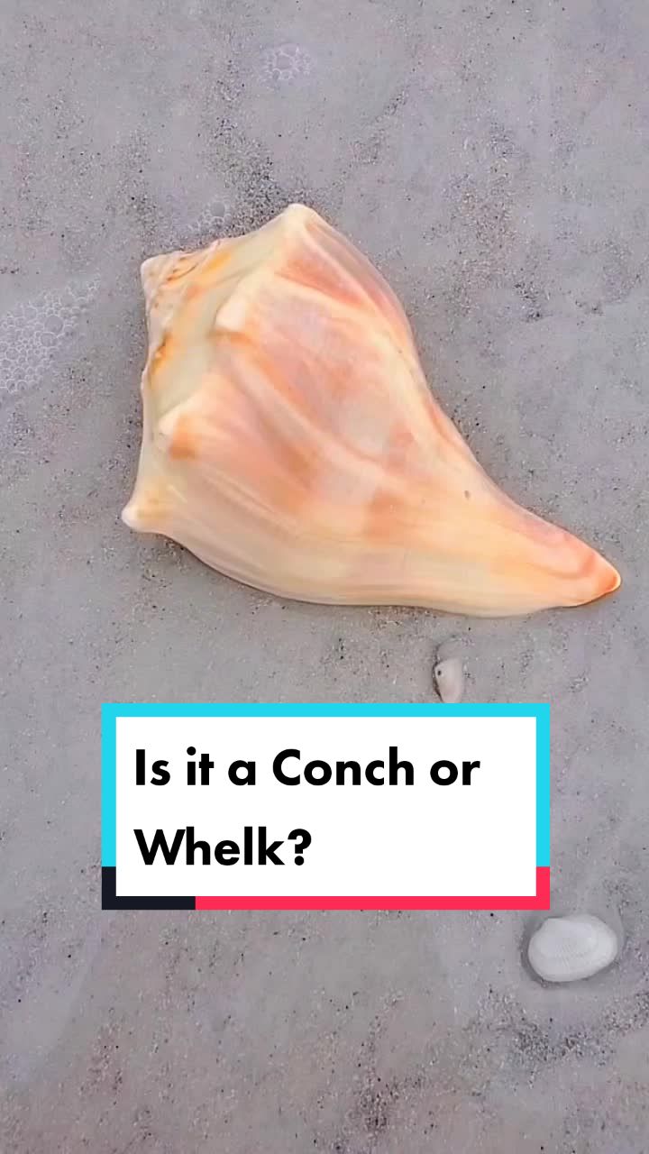 @The Seashell Mermaid 🐚