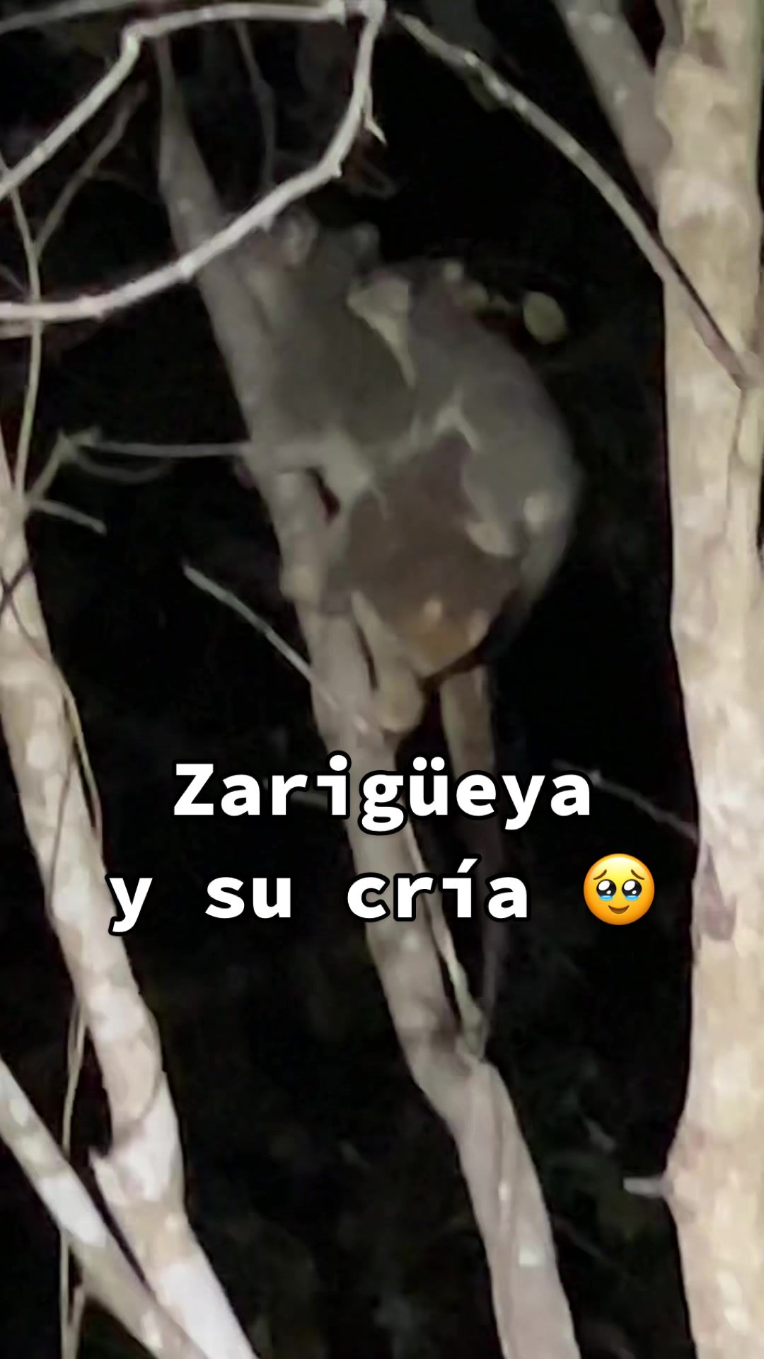 @Pupinamente
