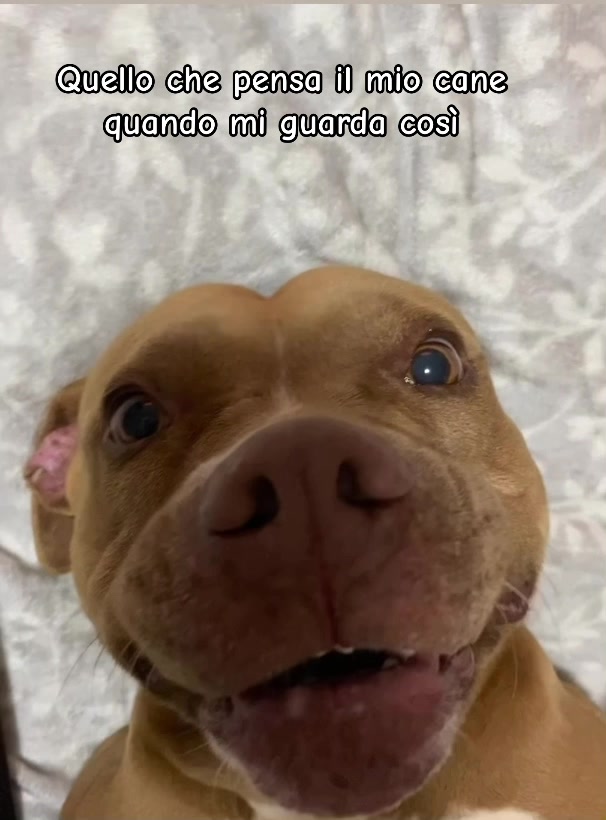 @Dea 🐾