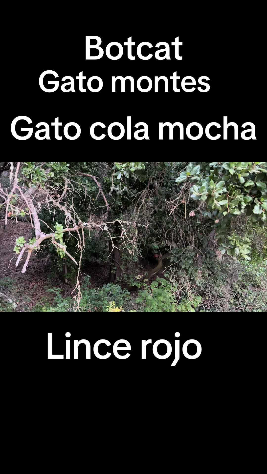 @Carlos Alcala