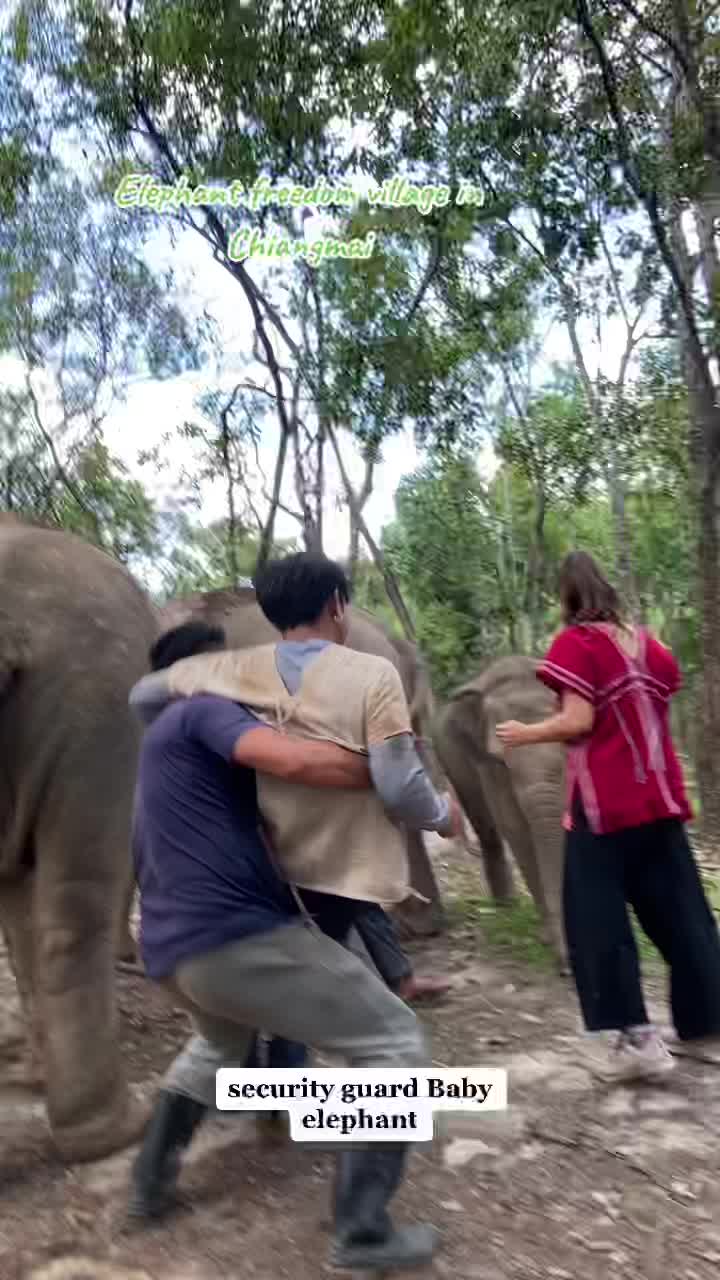 @Elephant way