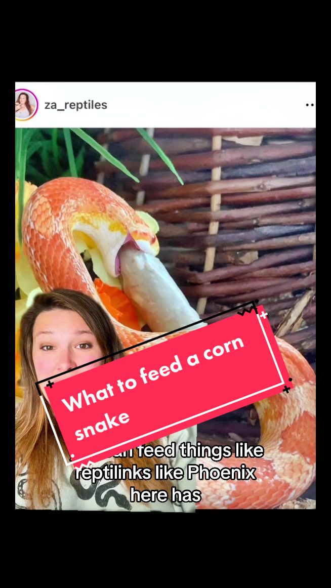 @ZA Reptiles