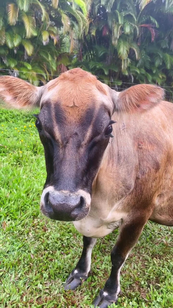 @kumuainafarms