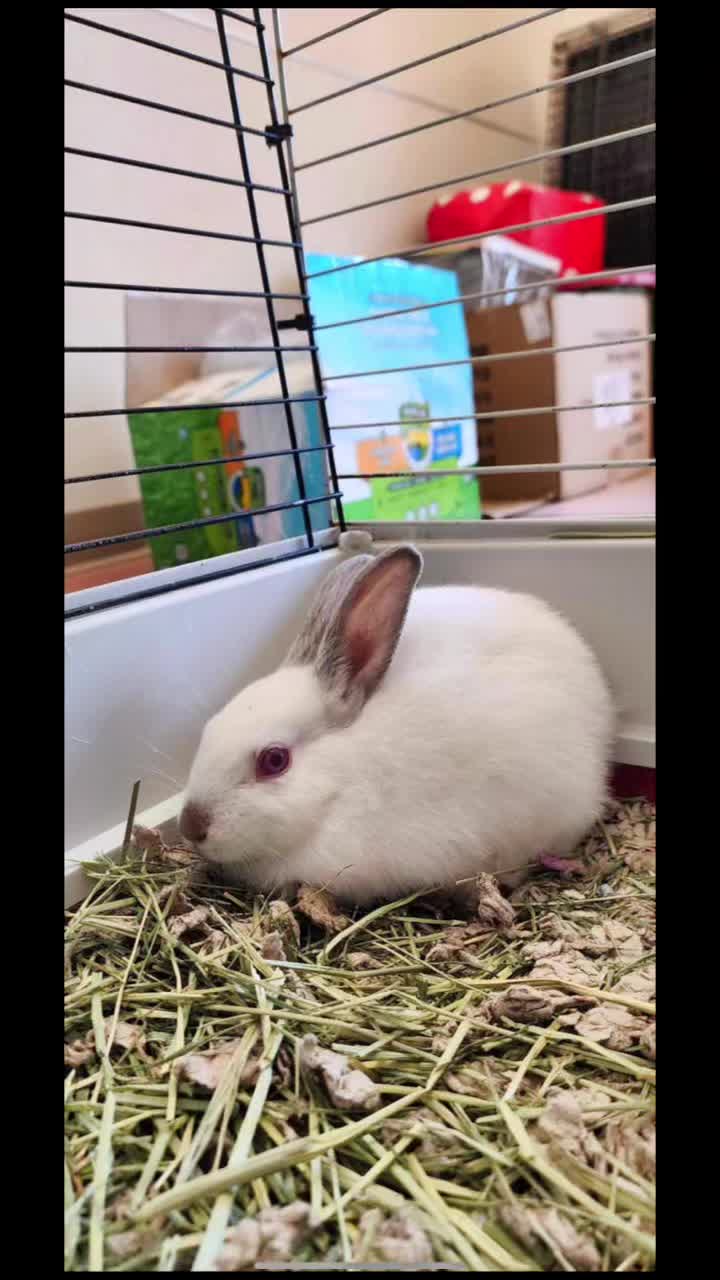 @Bunniesofeastvalley