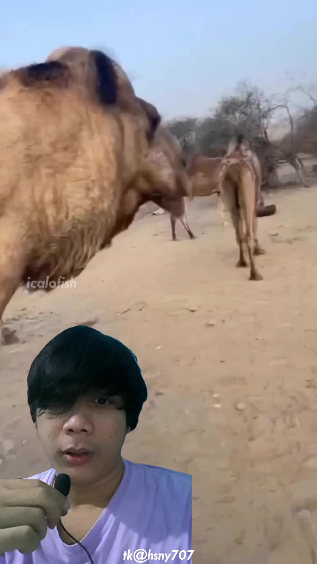 @icalofish