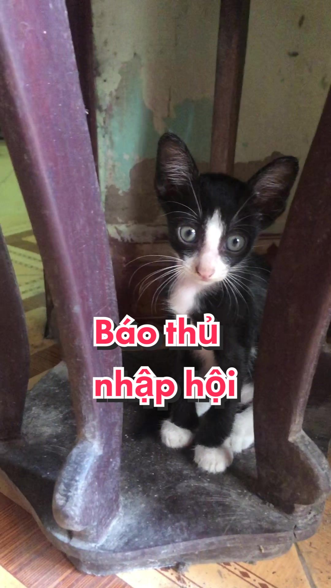 @M&egrave;o Kể Chuyện