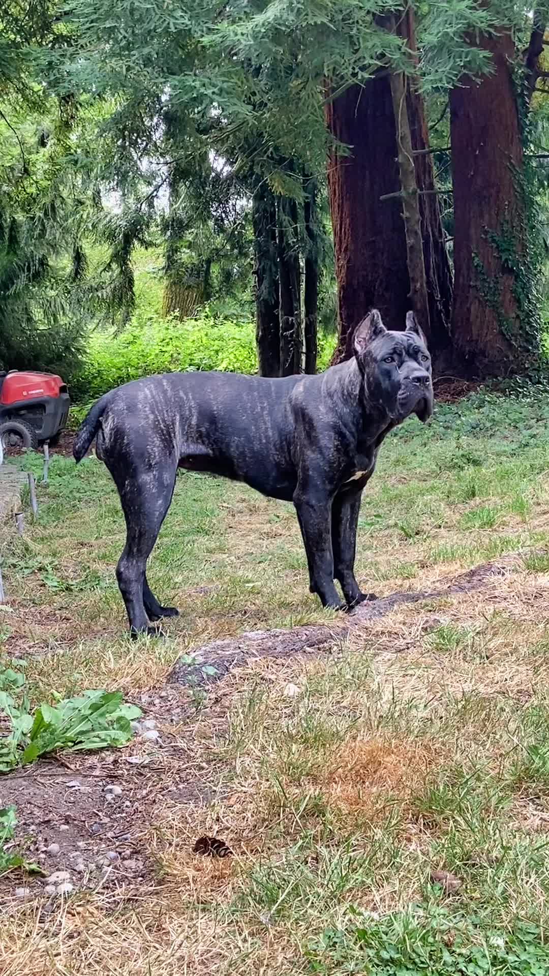 @SalmonCreekCaneCorso
