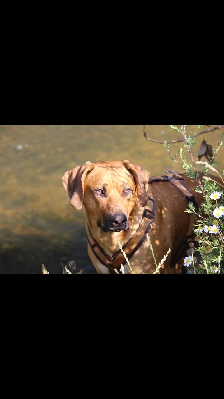 @amani.the.ridgeback