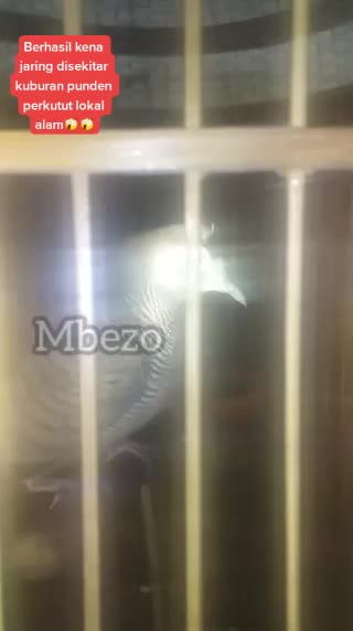 @Mmbezo