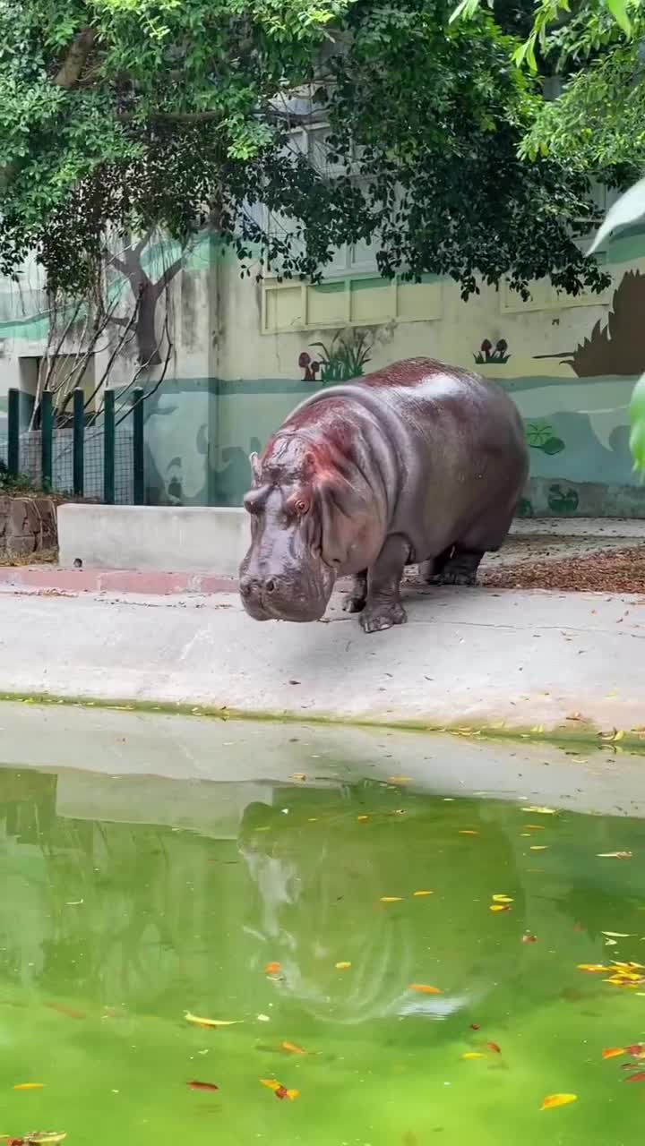 @Hippo