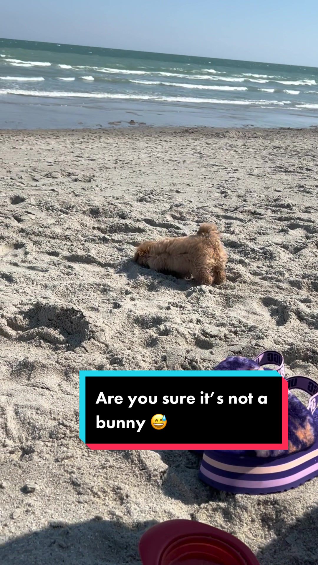 @Louis the Maltipoo