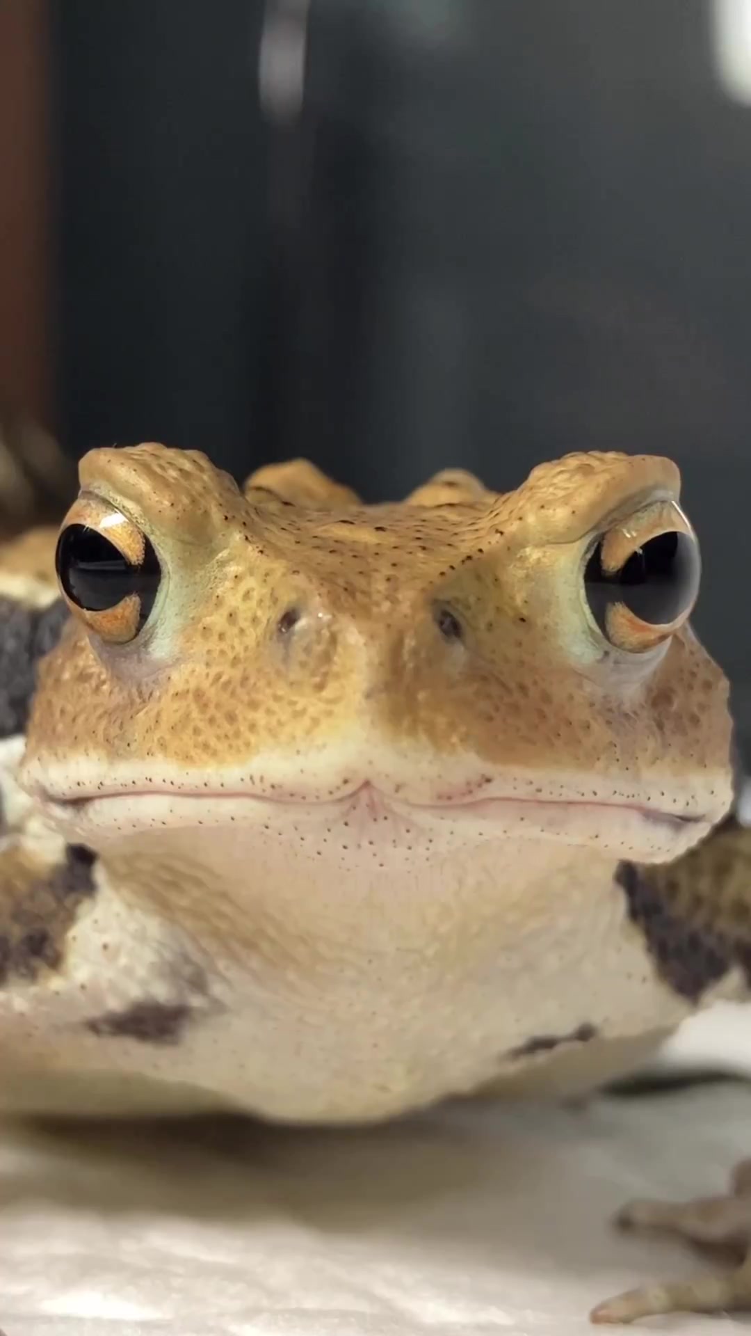 @toadhearted