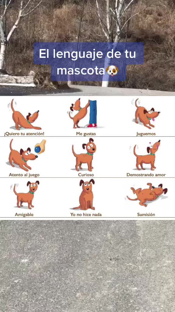@mascotasfelices