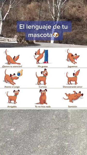 @mascotasfelices