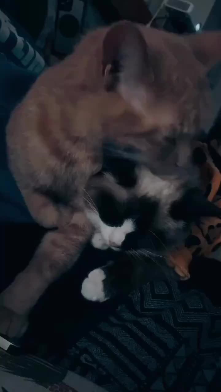 @itsreecespiecesbruv