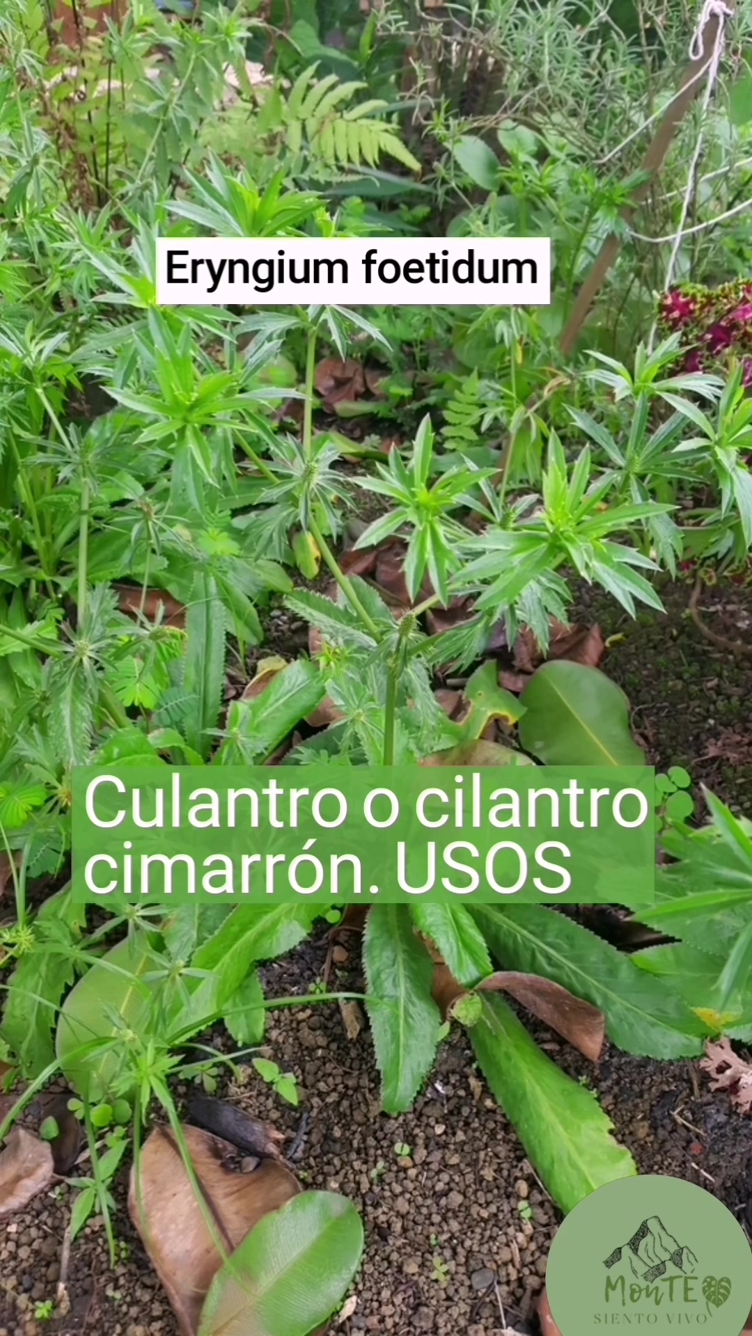@Monte.sientovivo
