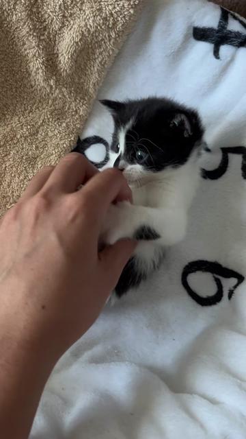 @Pudding | Cat UGC Creator