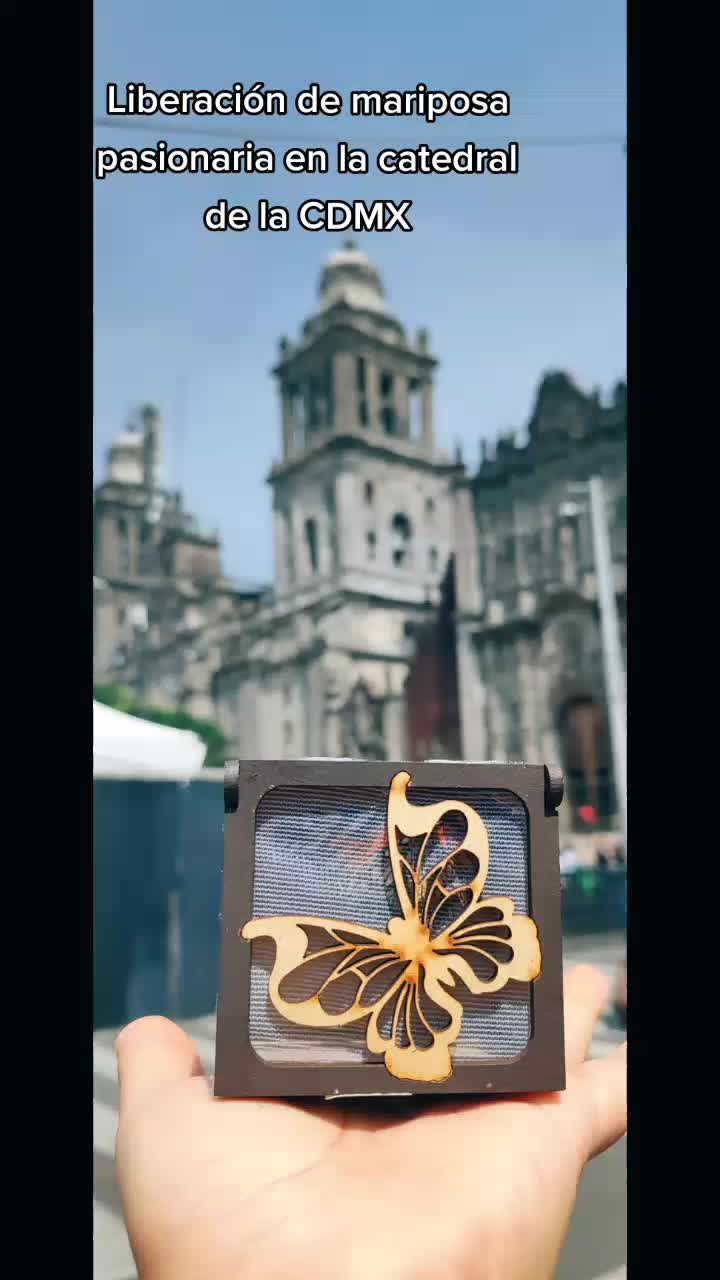 @Mariposas_EddVi