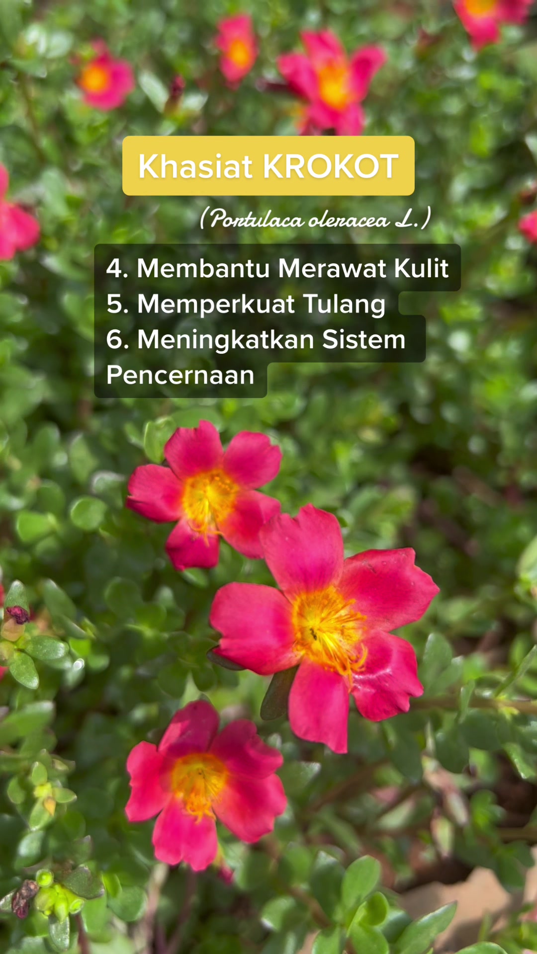 @PABRIK MAKLON HERBAL ALBIRUNI