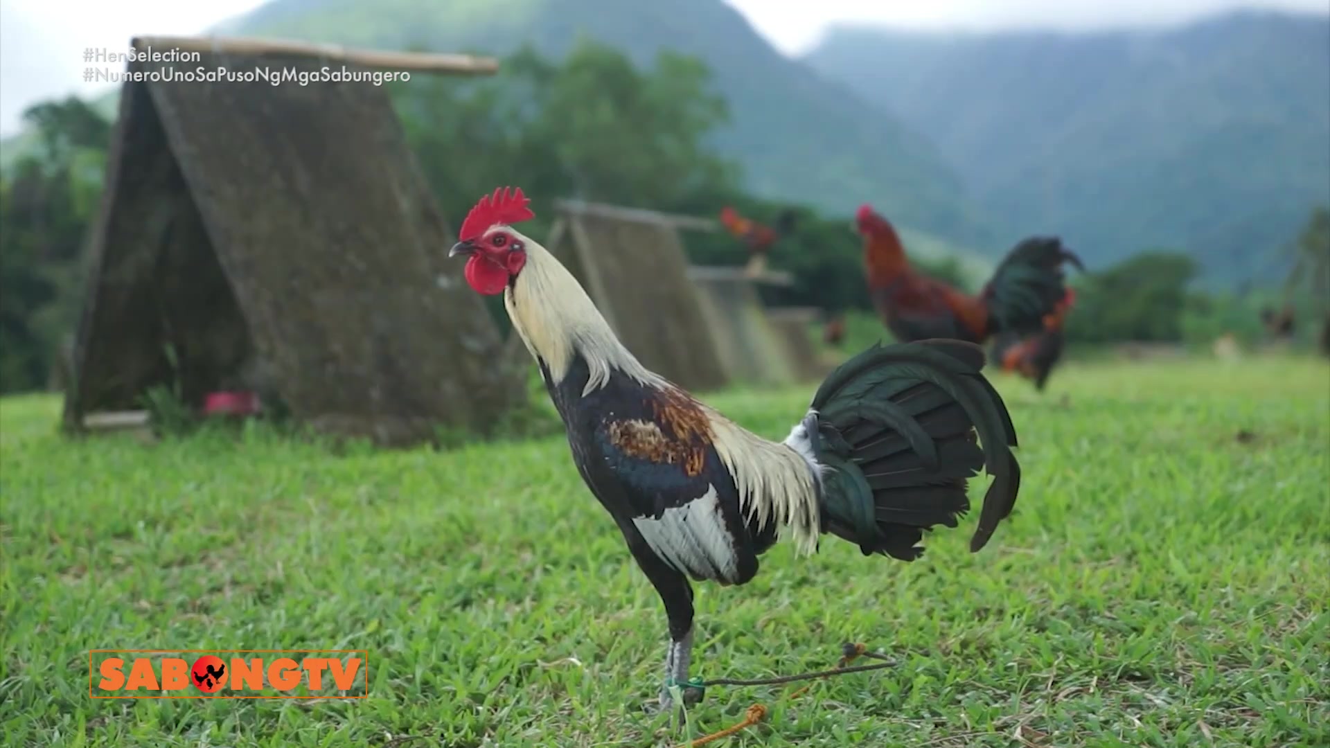 @Battlecock Livestock Products