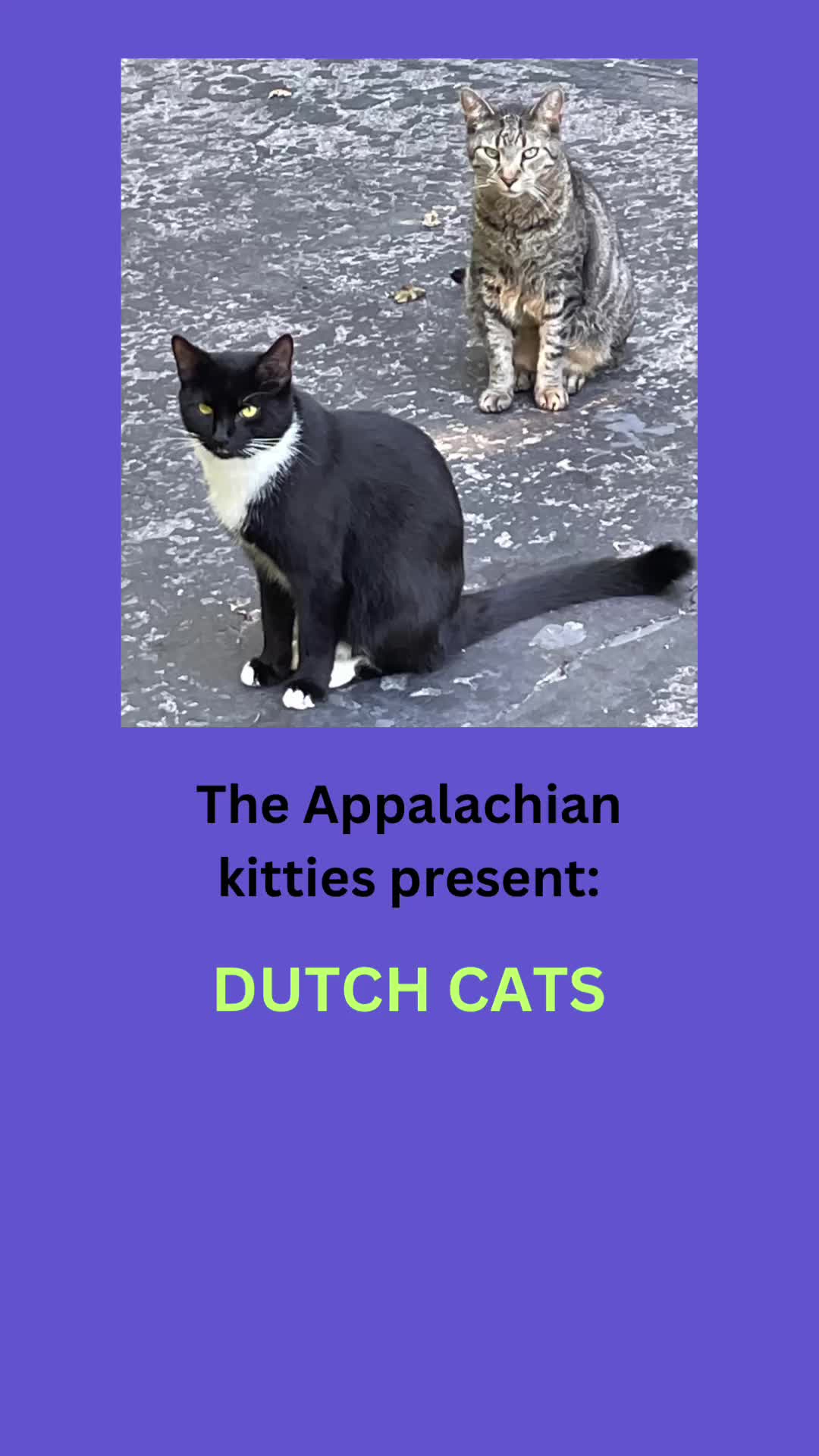 @The Appalachian kitties