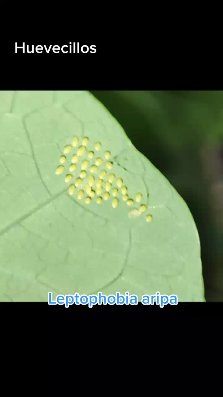 @Mariposas_EddVi