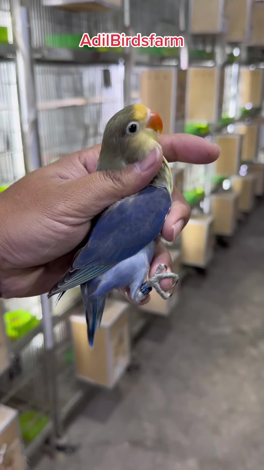 @AdilBirdsFarm
