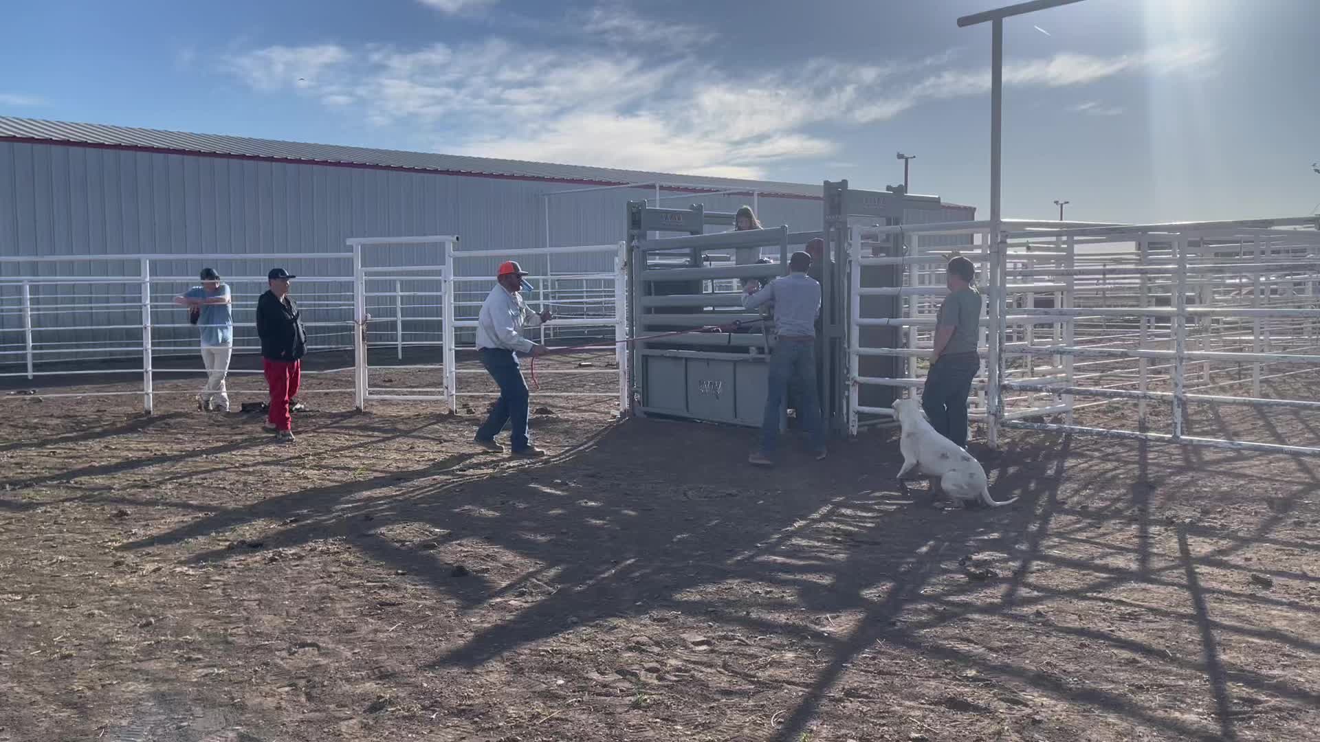 @🐂Haze Reed-Mini Bull Rider🐂