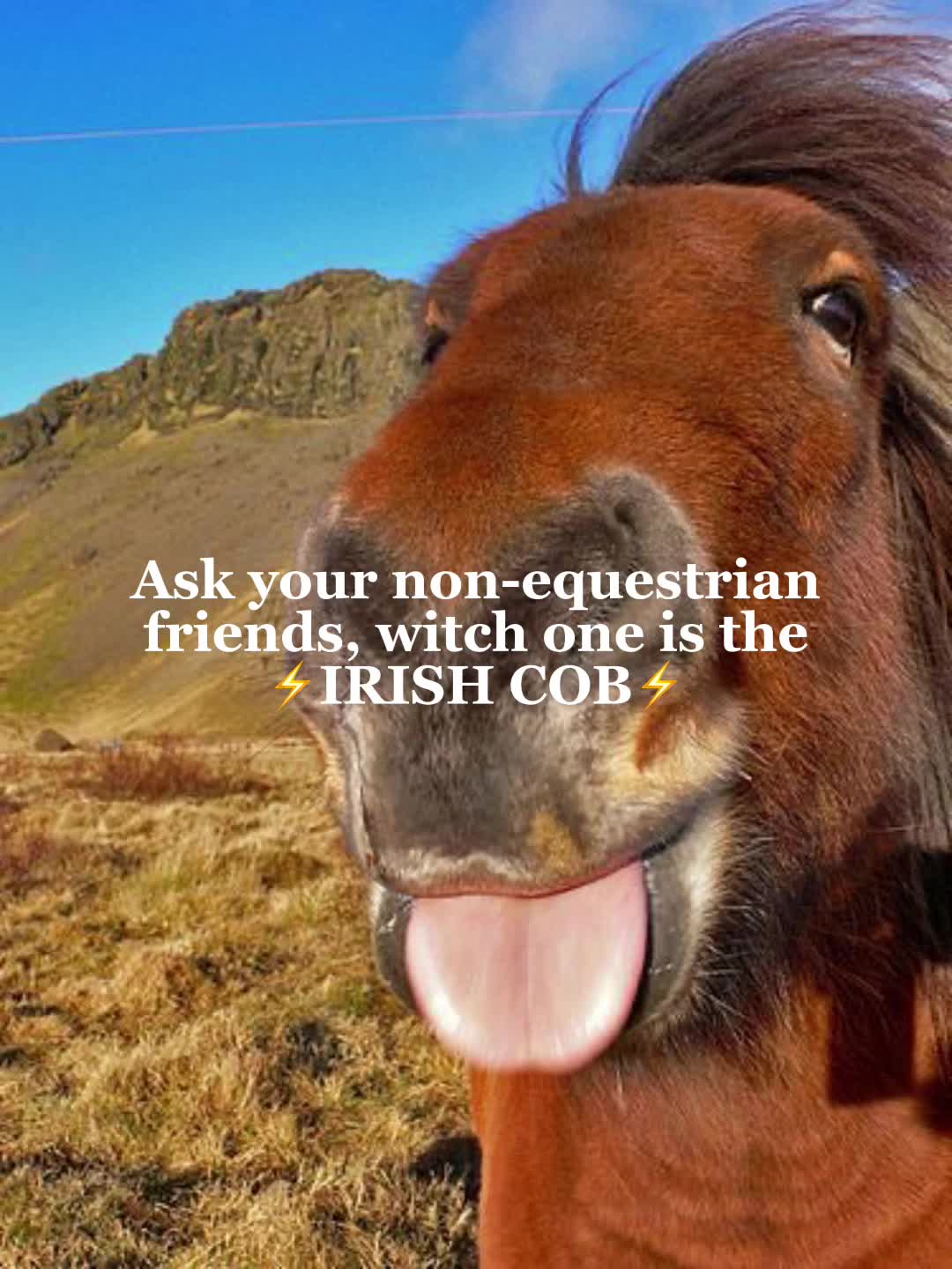 @🐴horses🐴