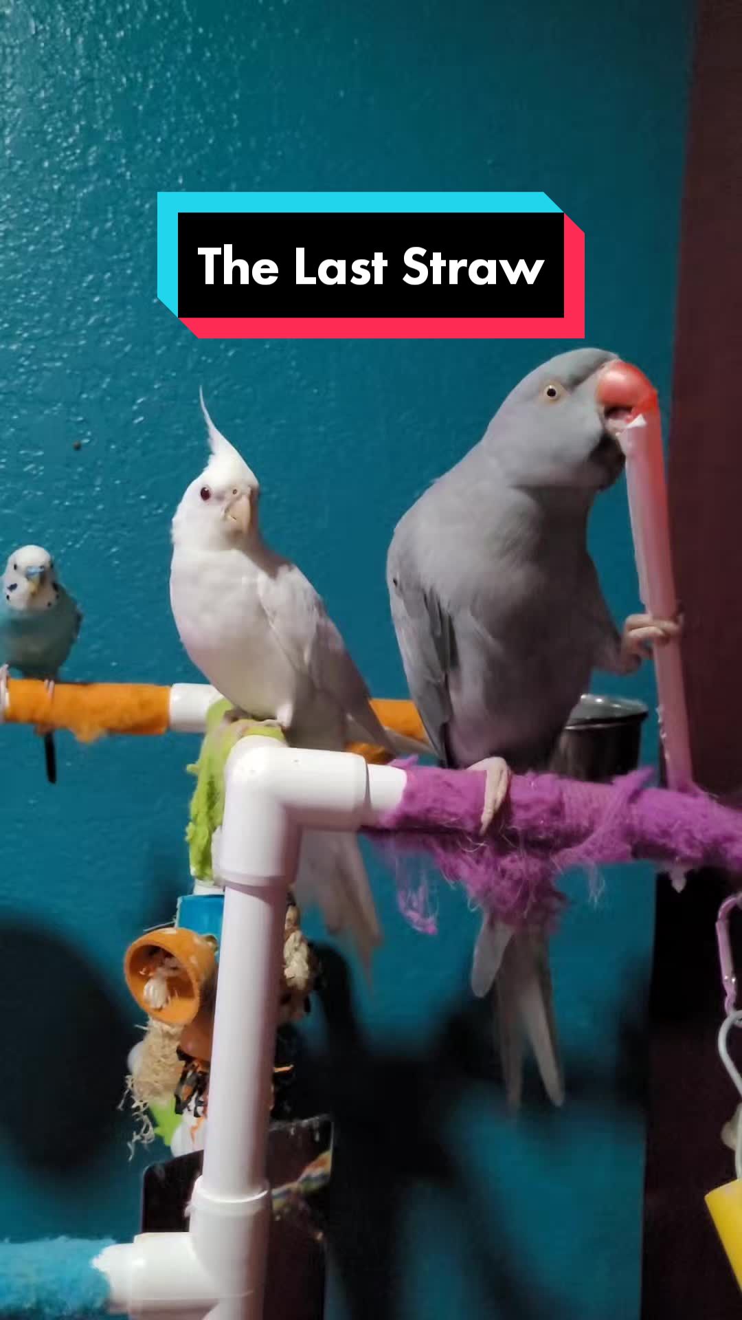 @My Budgie, My Budgie, And Me
