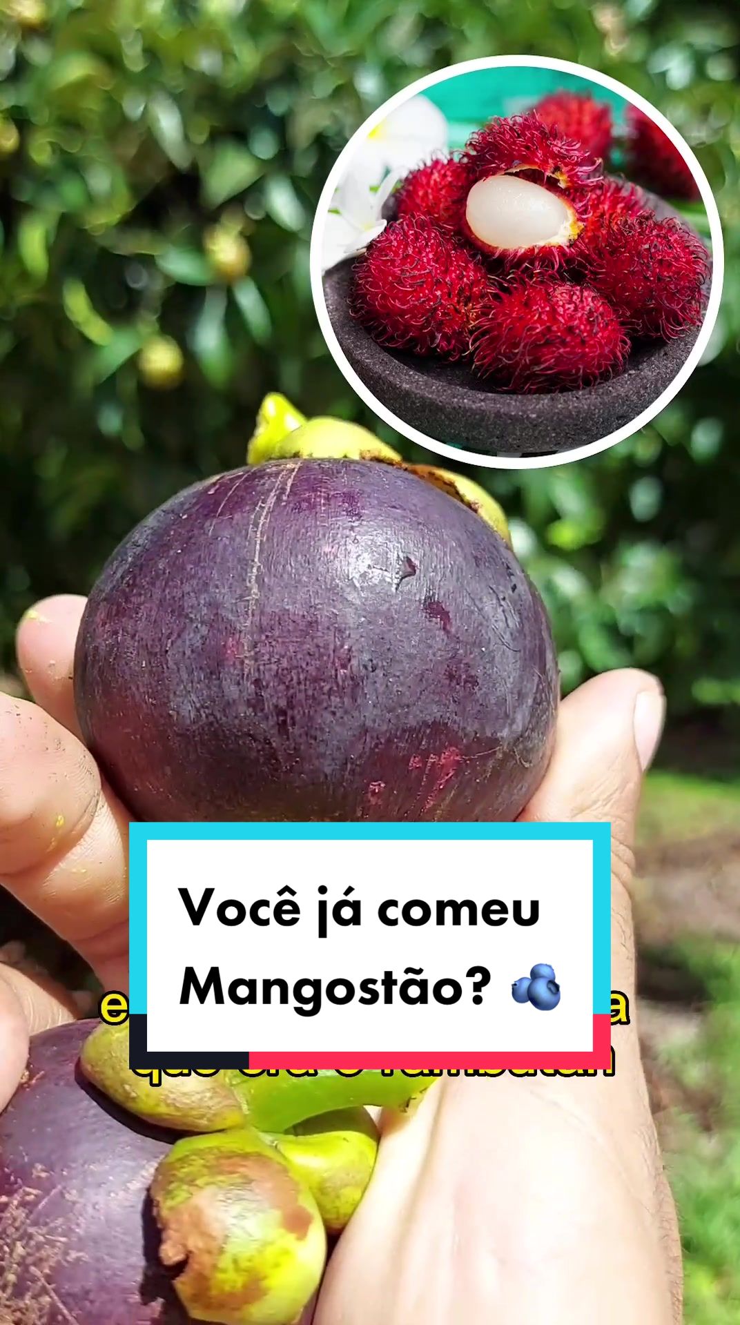 @ViveiroProMudas