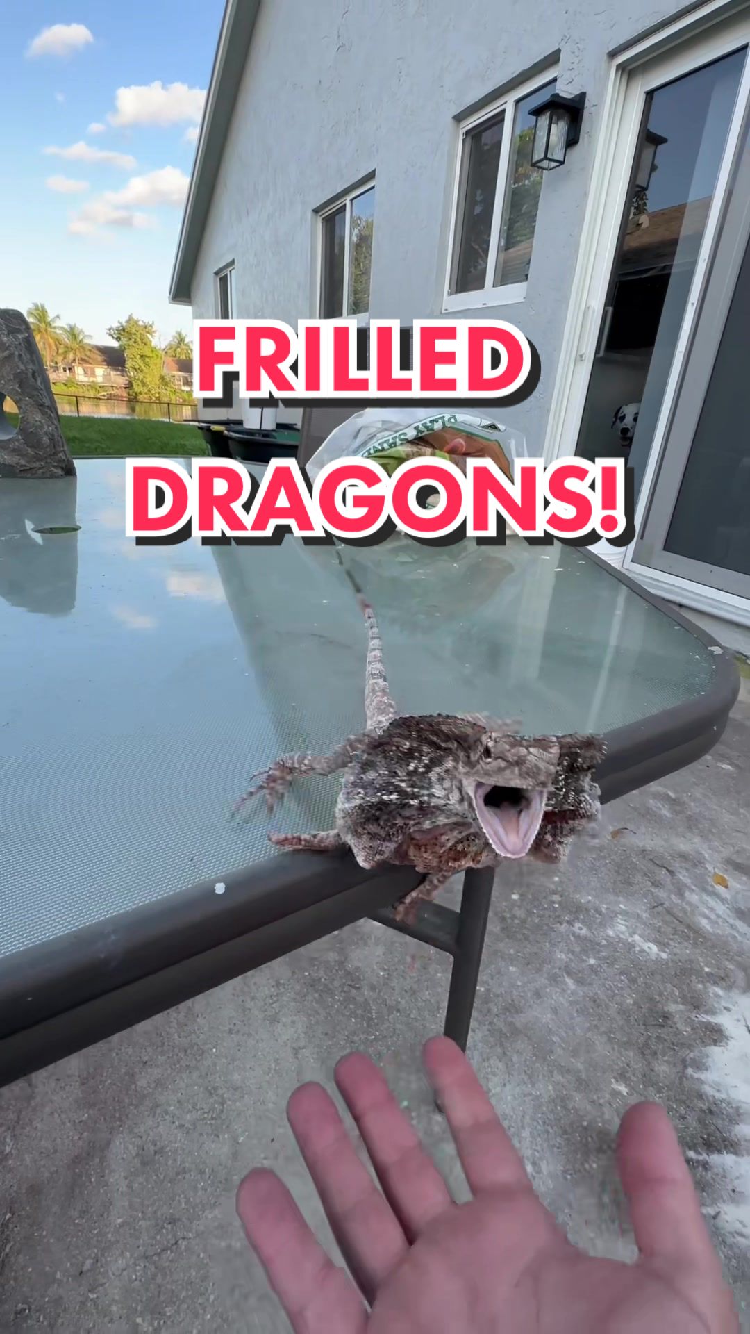 @Tommys_reptiles